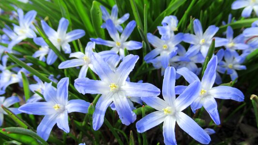 Flora garden spring