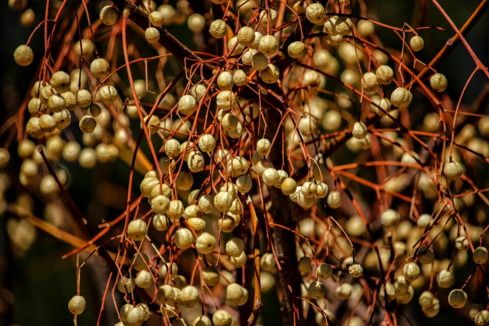 Nature tree healthy