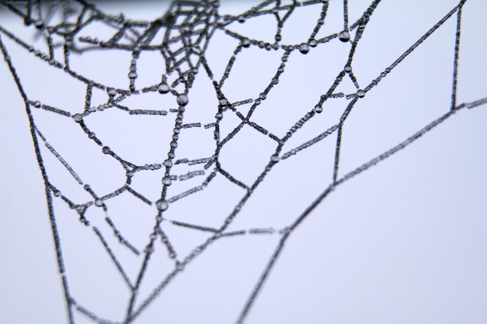 Spider web close-up