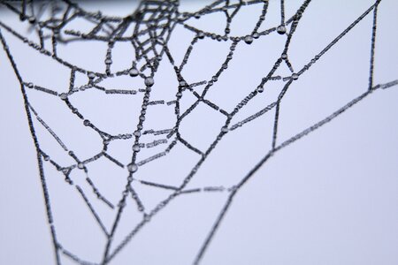 Spider web close-up photo