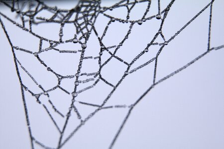 Spider web close-up
