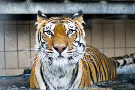 Wildcat siberian tiger amurtiger photo
