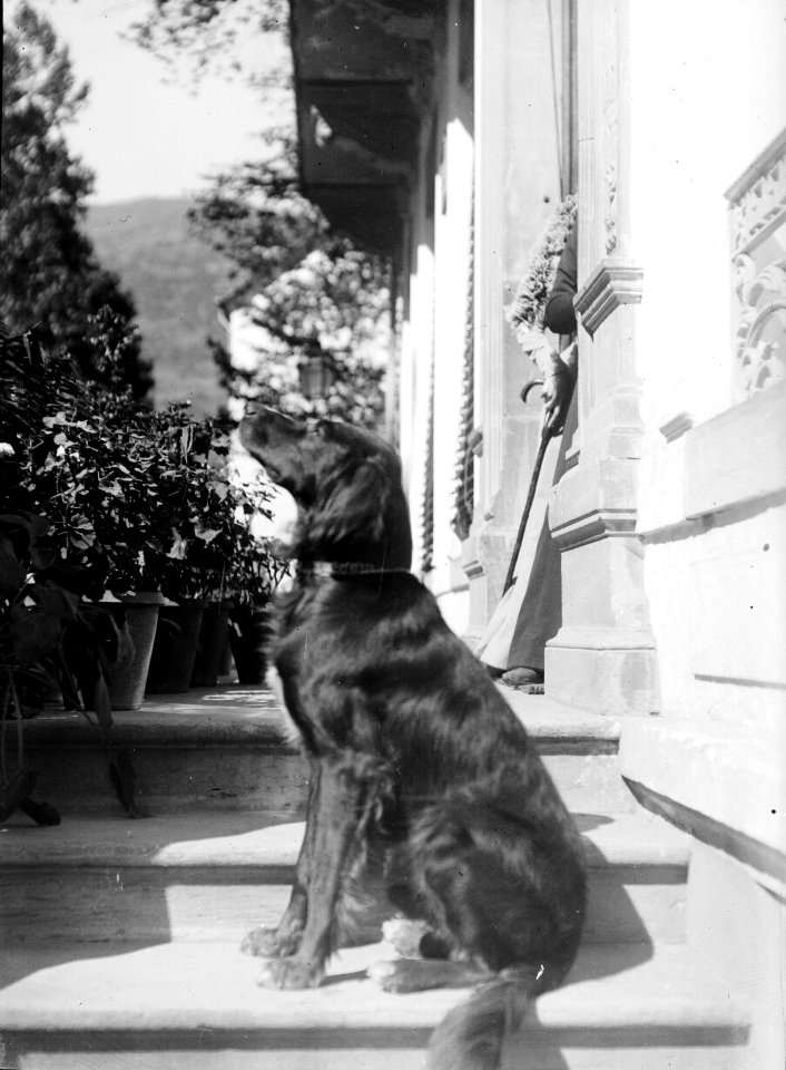 Top portrait de chien, Luchon, 20 septembre 1899, TRU C 41 - Fonds Trutat