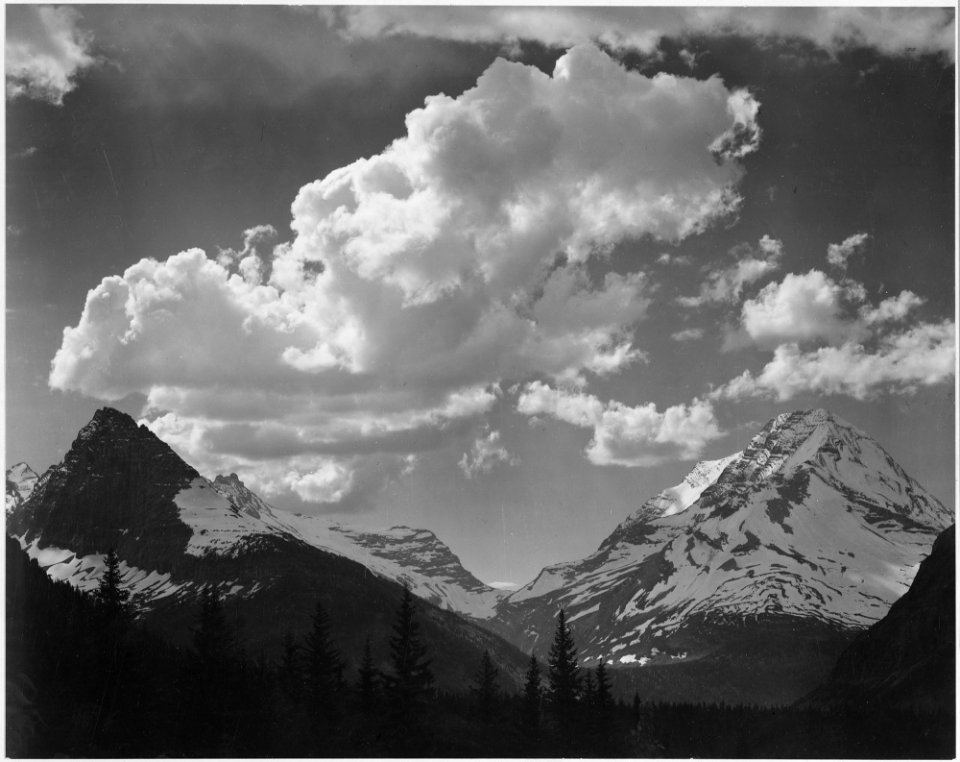 Tops of pine trees, snow covered, In Glacier National Park, Montana., 1933 - 1942 - NARA - 519867