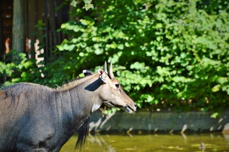 Ruminant zoo animal