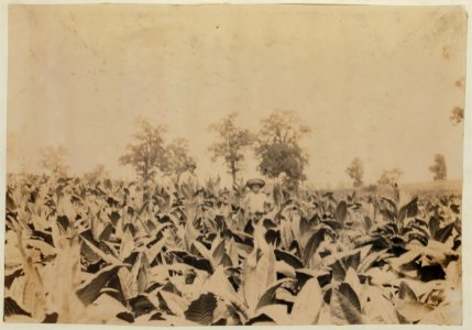 Topping tobacco. Roland Lowe, 13 years old in field with two brothers. There are 7 boys and 2 girls in the family, and 4 are in school. Father, Mose Lowe, R. Route 1, Winchester. Children go LOC nclc.00440