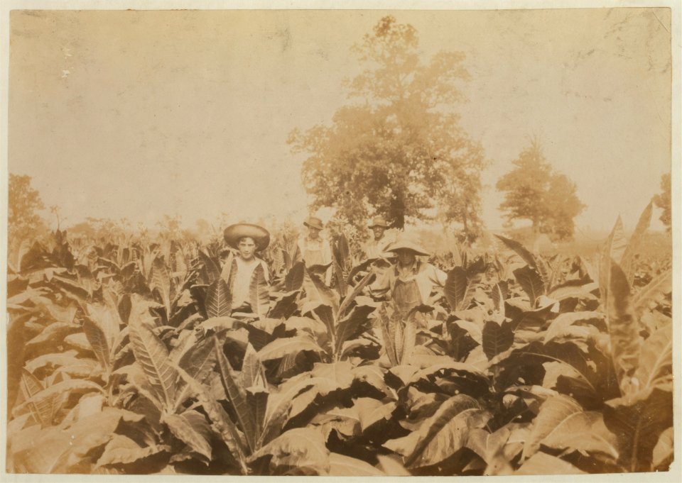 Topping tobacco. Roland Lowe, 13 years old in field with two brothers. There are 7 boys and 2 girls in the family, and 4 are in school. Father, Mose Lowe, R. Route 1, Winchester. Children go LOC nclc.00442