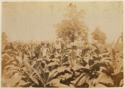 Topping tobacco. Roland Lowe, 13 years old in field with two brothers. There are 7 boys and 2 girls in the family, and 4 are in school. Father, Mose Lowe, R. Route 1, Winchester. Children go LOC nclc.00442
