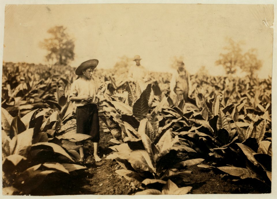 Topping tobacco. Roland Lowe, 13 years old in field with two brothers. There are 7 boys and 2 girls in the family, and 4 are in school. Father, Mose Lowe, R. Route 1, Winchester. Children go LOC nclc.00439
