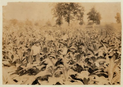 Topping tobacco. Roland Lowe, 13 years old in field with two brothers. There are 7 boys and 2 girls in the family, and 4 are in school. Father, Mose Lowe, R. Route 1, Winchester. Children go LOC nclc.00441