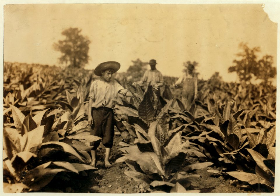 Topping tobacco. Roland Lowe, 13 years old in field with two brothers. There are 7 boys and 2 girls in the family, and 4 are in school. Father, Mose Lowe, R. Route 1, Winchester. Children go LOC nclc.00438