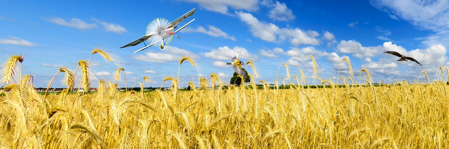 Wheat wheat field aircraft photo