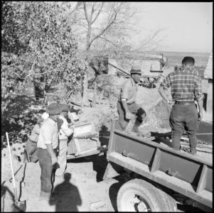Topaz, Utah. Transplanting trees from existing farms to the hospital area at the Topaz Relocation Center. - NARA - 538711