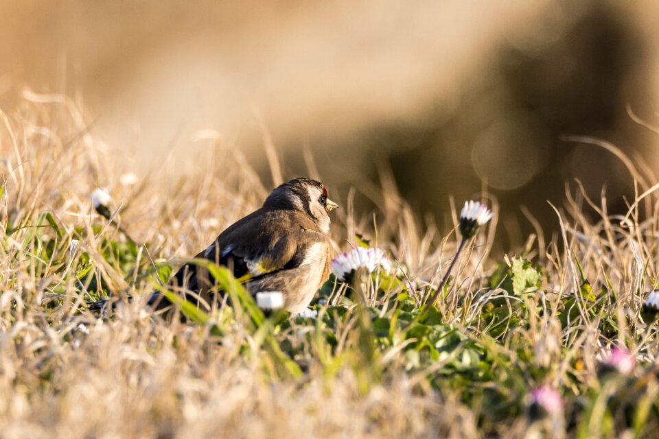Animalia outdoors goldfinch