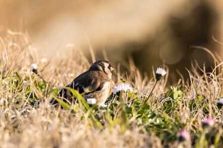 Animalia outdoors goldfinch