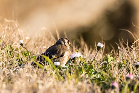 Animalia outdoors goldfinch photo