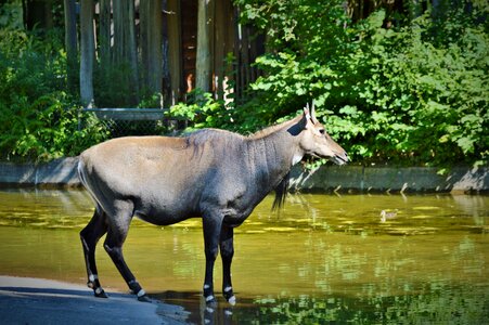 Ruminant zoo animal
