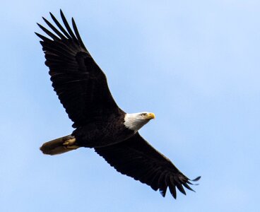 Bald bald eagle flight photo