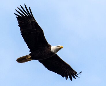 Bald bald eagle flight