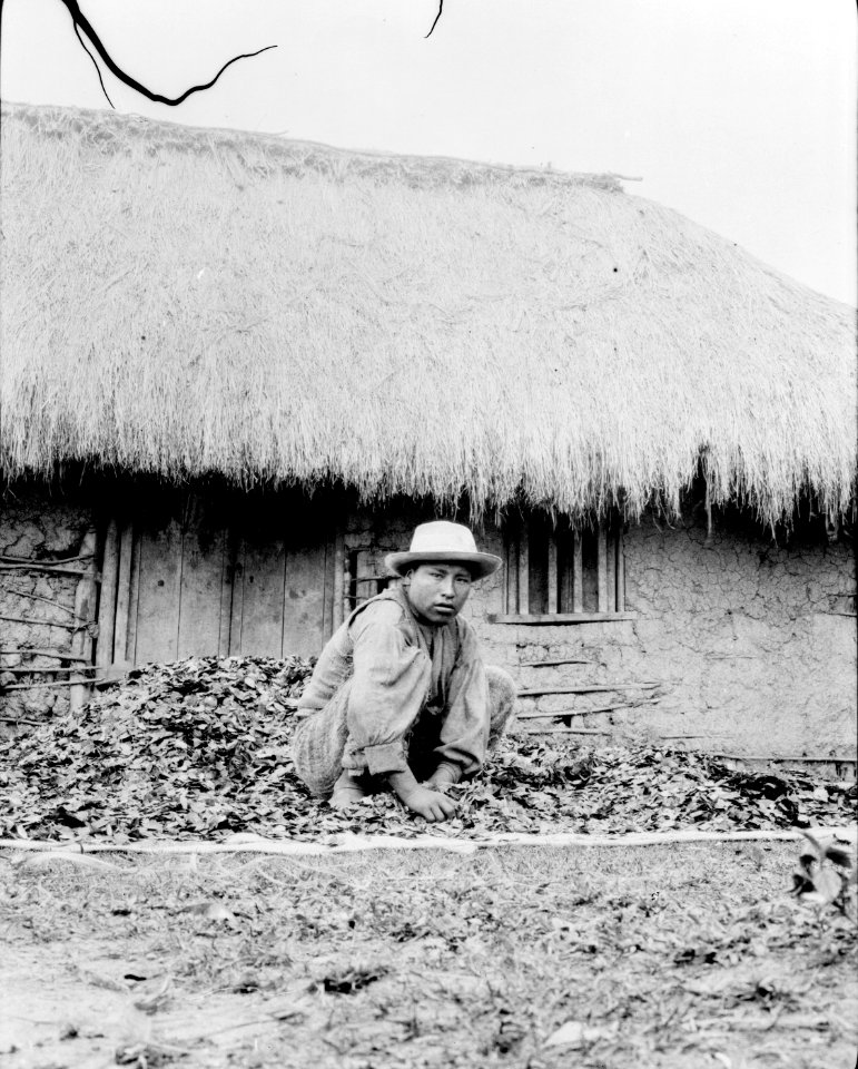Torkning av cocablad. Moxos Province. Bolivia - SMVK - 002389