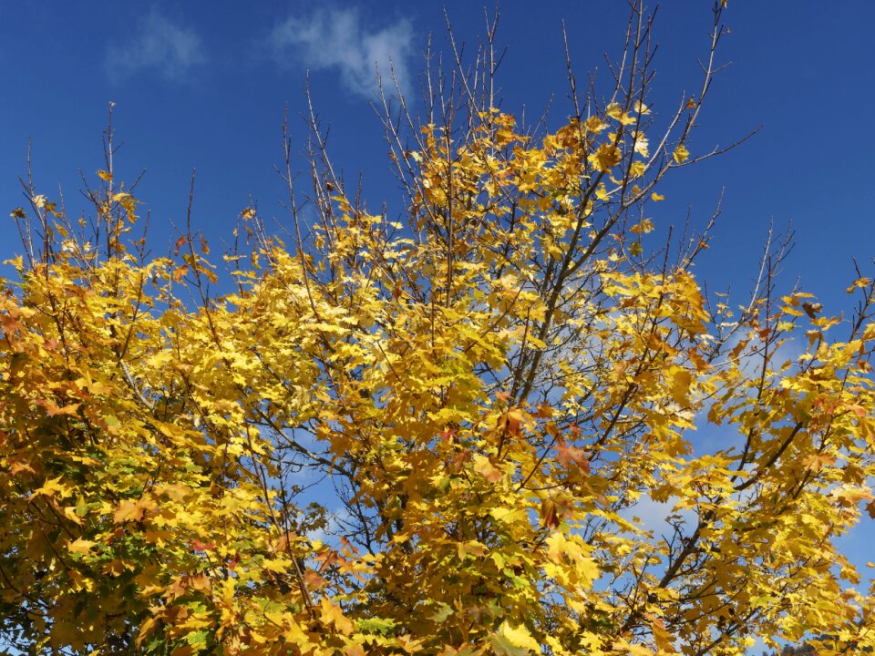 Summits fall colors foliage