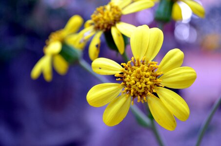 Flower garden yellow