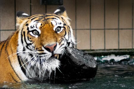 Wildcat siberian tiger amurtiger