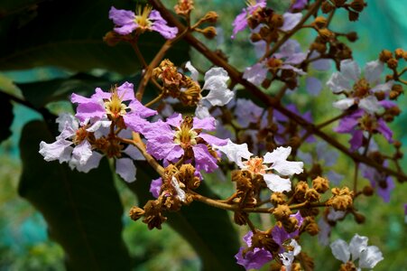 Hoa bằng lăng tree landscape purple flowers