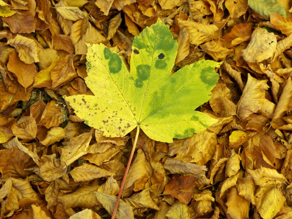 Autumn leaf autumn leaves tree leaf