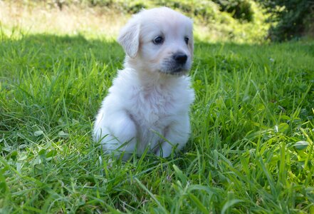 Domestic animal puppy animal photo