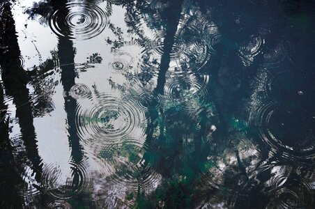 Tree reflection blue rain