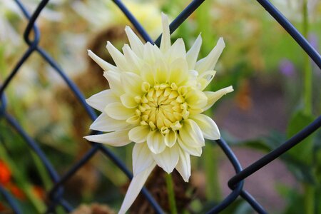 Plant garden autumn flowers