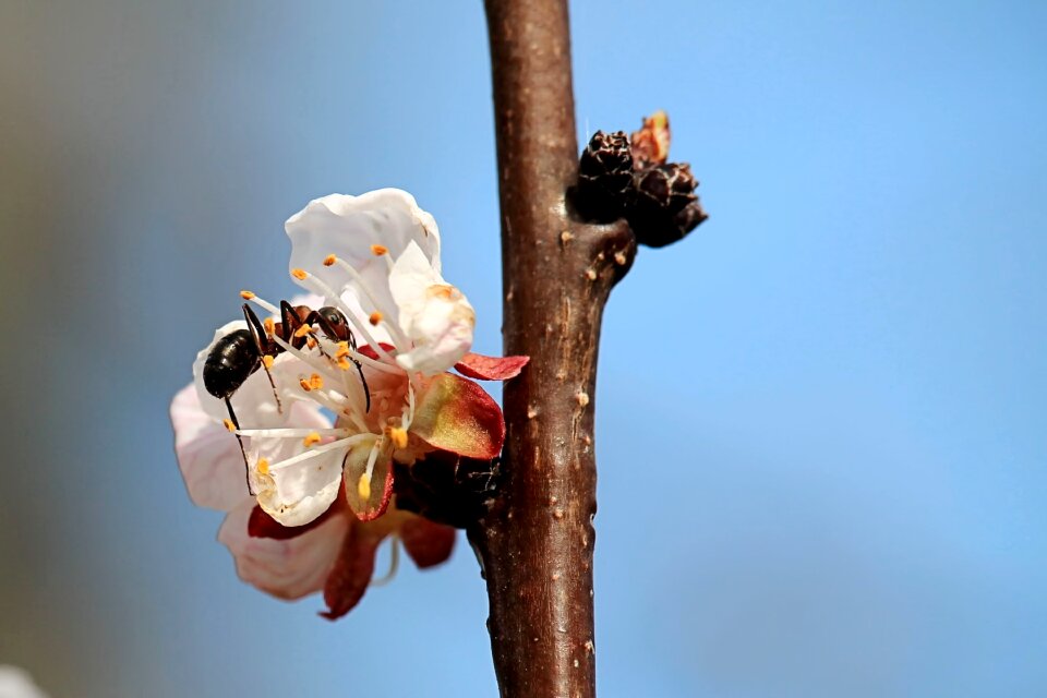 Insect ant spring