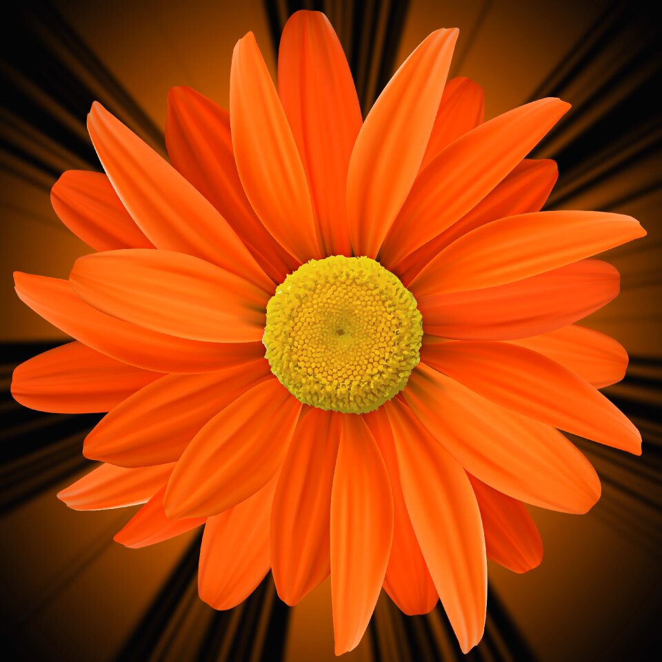 Orange flower flowers black background