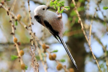 Tree bird animal world