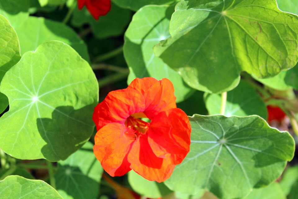 Orange nature a garden plant