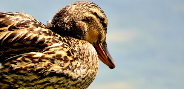 Water bird duck bird nature