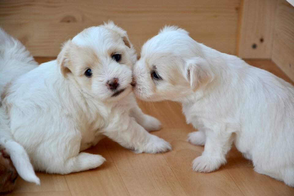 Cotton tulear puppies animal photo