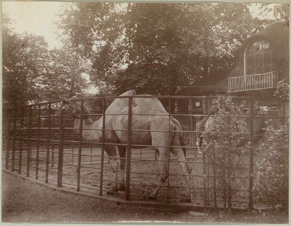 Toussaint, Willem (1865-1929), Afb ANWS00244000038