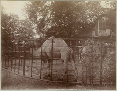 Toussaint, Willem (1865-1929), Afb ANWS00244000038