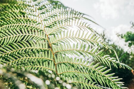 Fern plant green