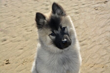 Pup sweet nice beautiful