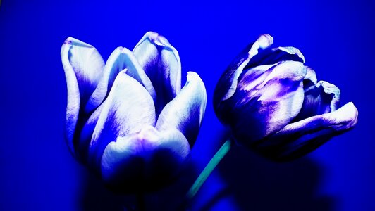 Tulips closeup the background