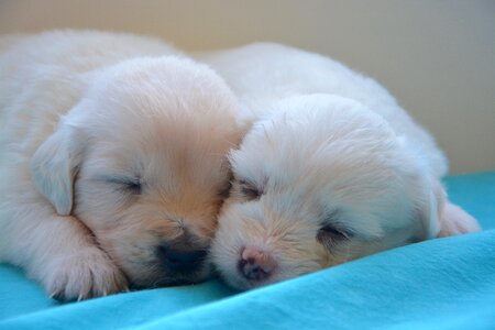 Domestic animal animals animal company
