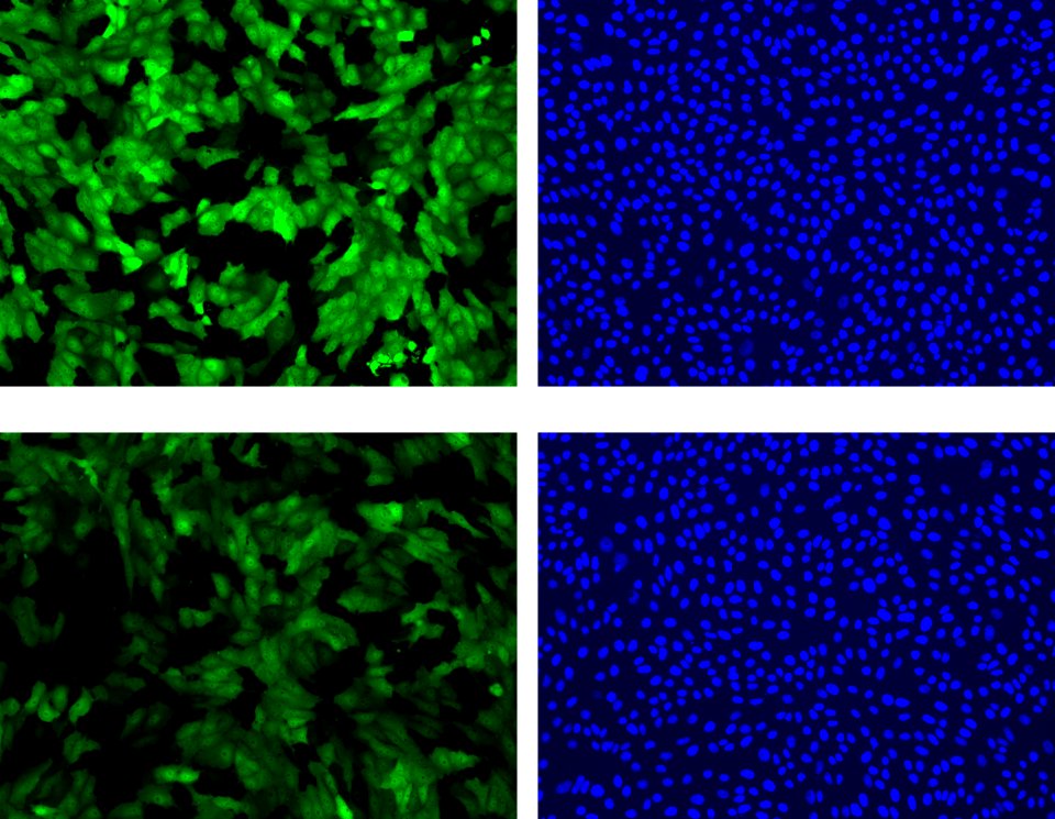 Toxin; Ricin (5941078632)