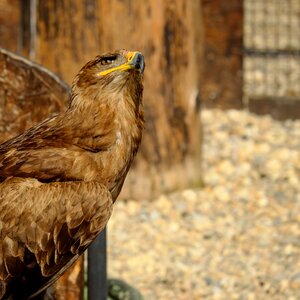 Bird bird of prey animal