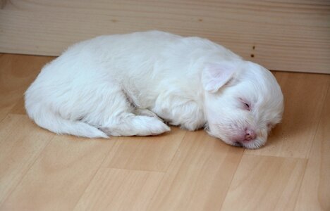 Domestic animal animal white dog