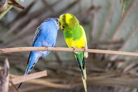 Parakeet animal world plumage photo