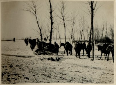 Tragtierkolonne in Tabarasti (Rumänien), 21.1.1917 (BildID 15545049)