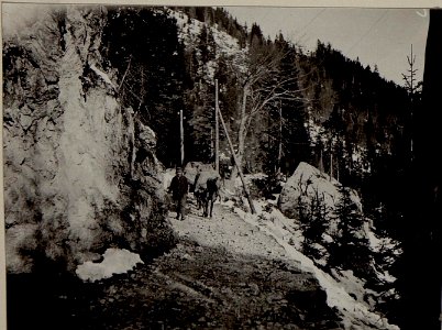 Tragtierkolonne auf dem Wege zur Rattendorferalm. (BildID 15483364)